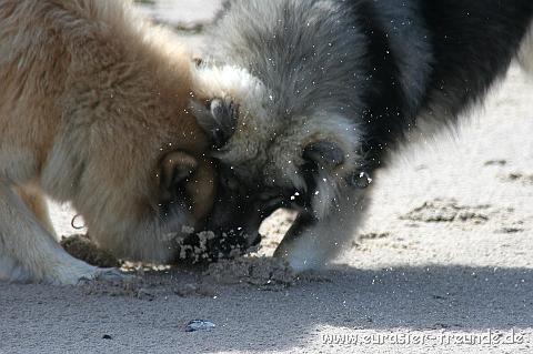 (Foto Goslar)_daenemark_2010_IMG_0380_Bovbjerg_Strand.jpg - ... auch wenn die Sahri ...